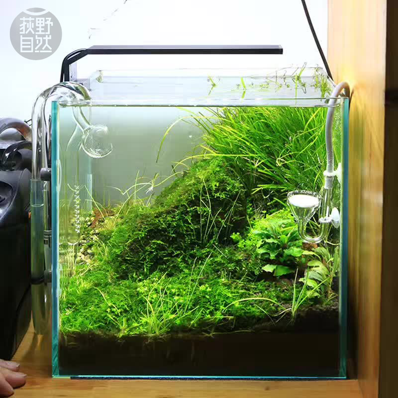 Planted Aquarium Ada - Chihiros C serisi ADA tarzı Bitki