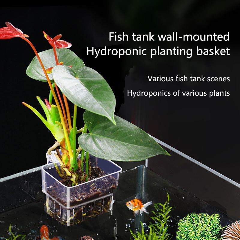 Aquarium Planted Setup - Akvaryum Hidroponik Dikim Kabı 2 5