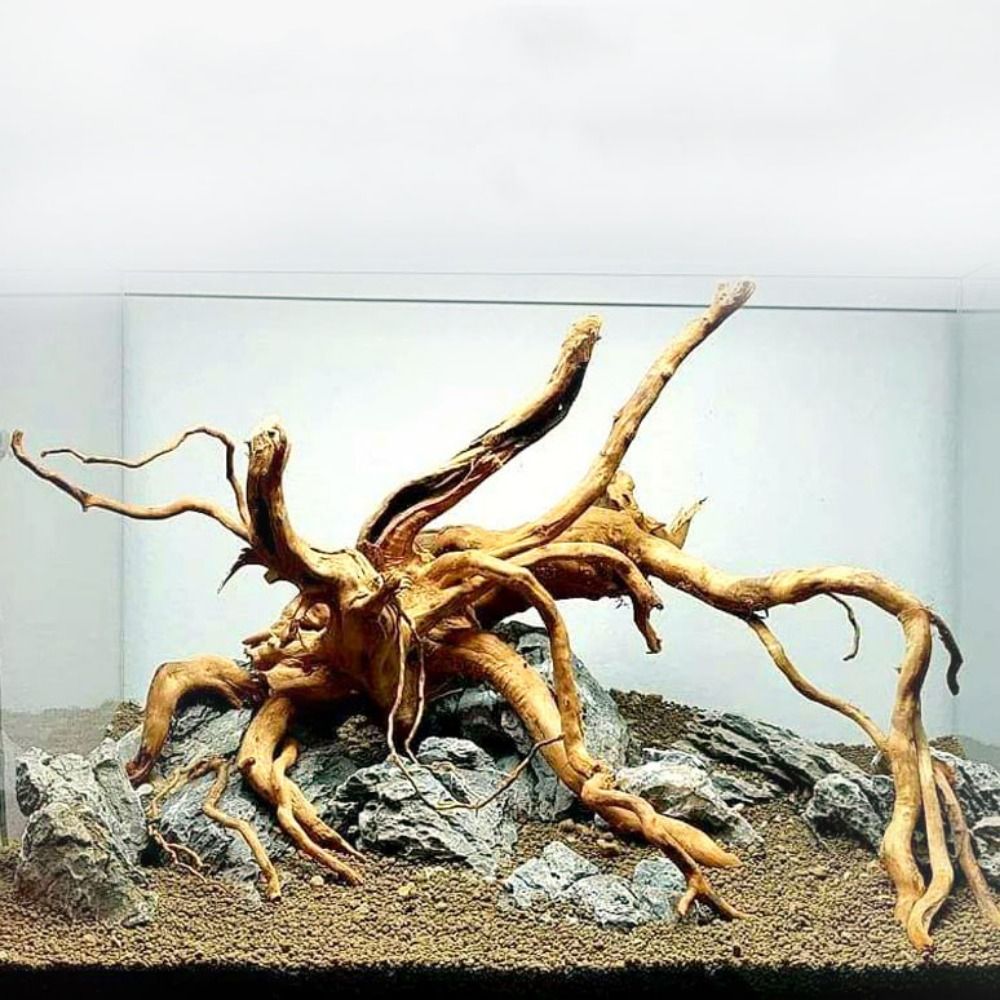 Planted Aquarium With Driftwood - 20-25CM Büyük Akvaryum Driftwood Doğal Balık