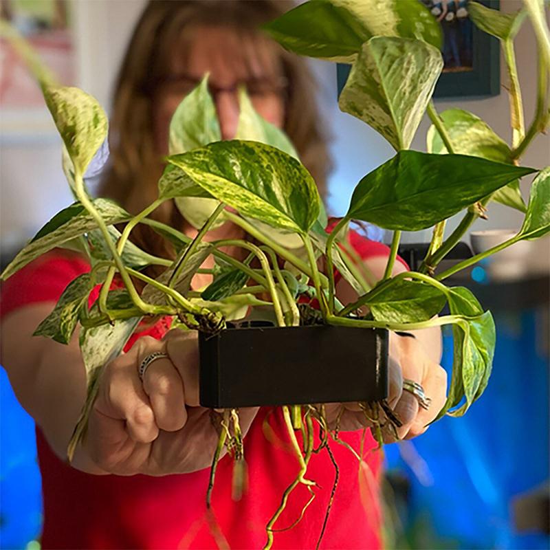 Aquarium Planted Setup - 1 2 3 Adet Akvaryum Bitki