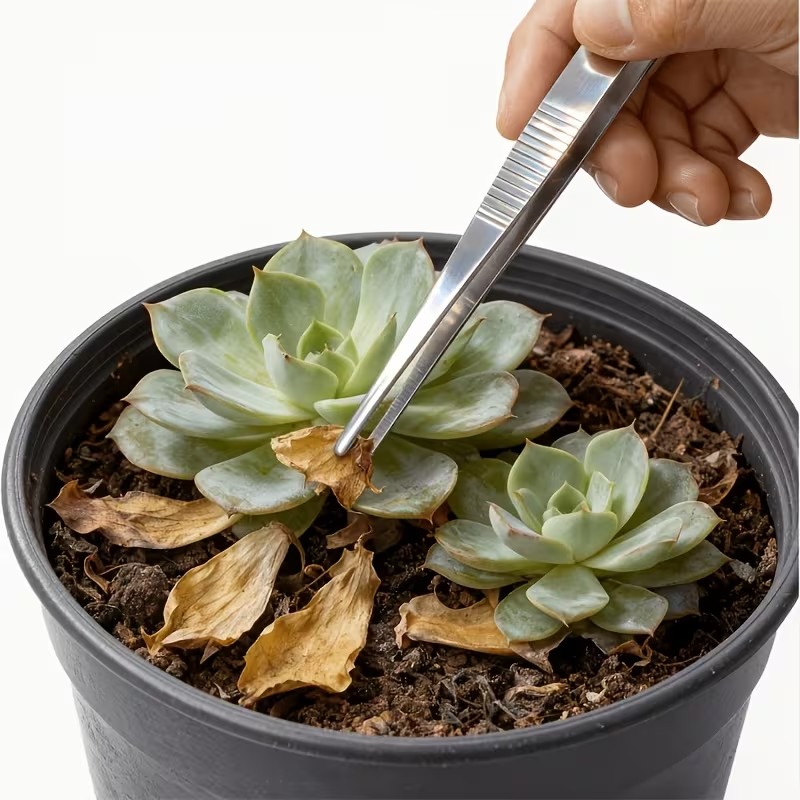Planted Aquarium Care - 2 adet 20cm Paslanmaz Çelik Cımbız