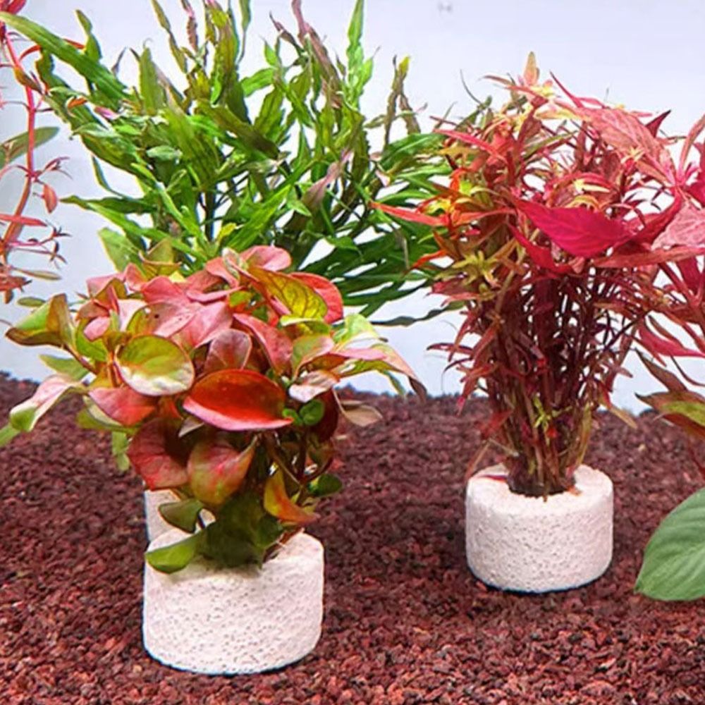 10 adet ağırlıklı halka su bit - Planted Aquarium Pictures incelemesi ve fiyatı