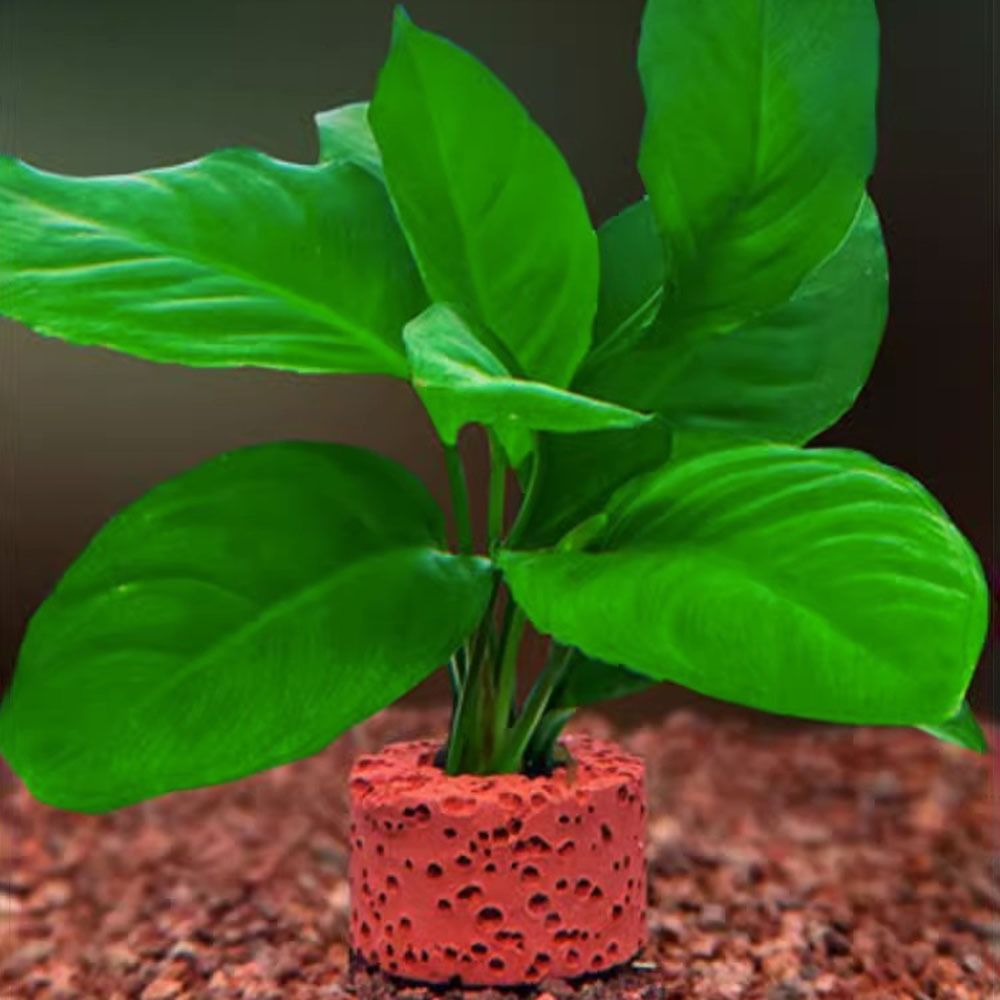 10 adet ağırlıklı halka su bit - Planted Aquarium Pictures incelemesi ve fiyatı