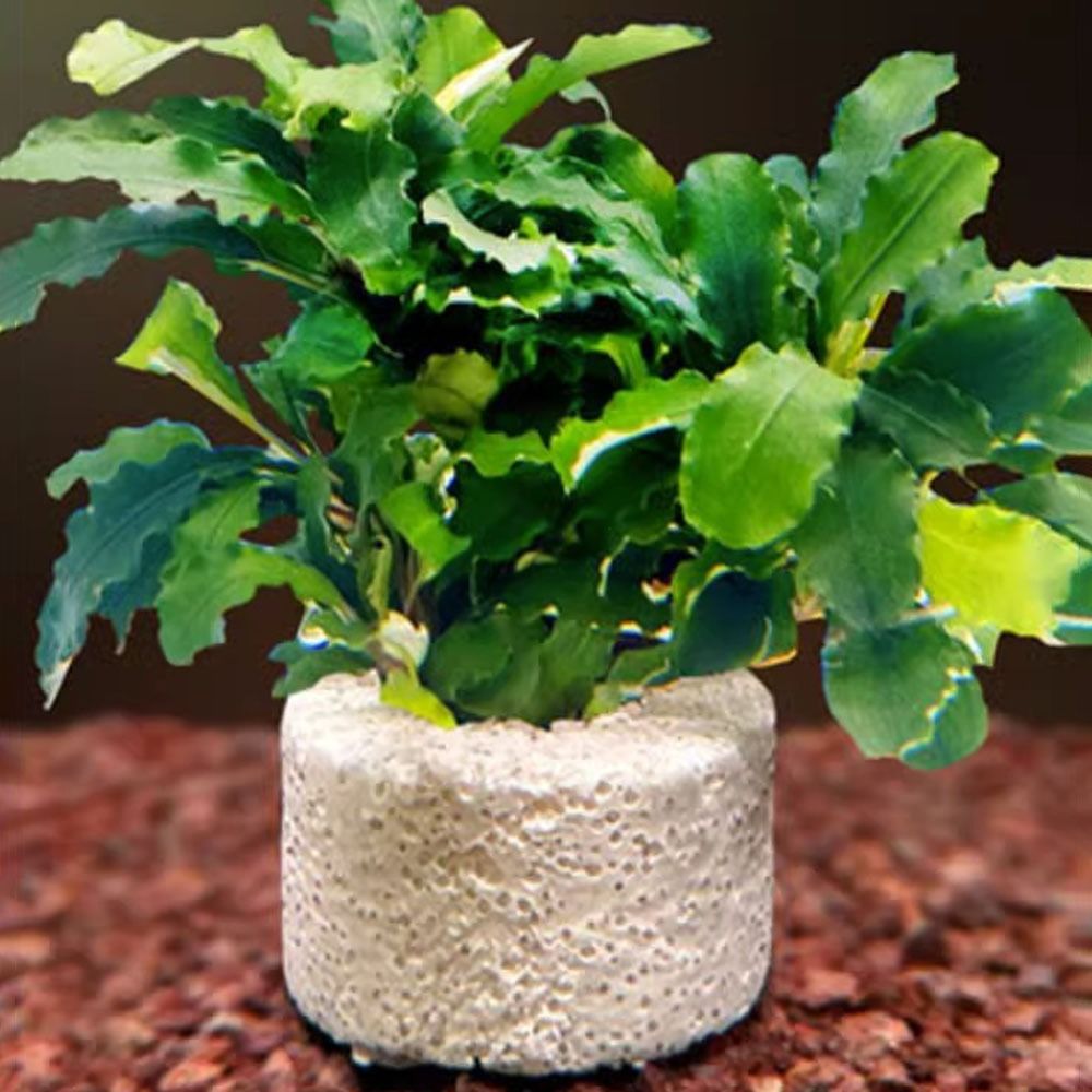 10 adet ağırlıklı halka su bit - Planted Aquarium Pictures incelemesi ve fiyatı