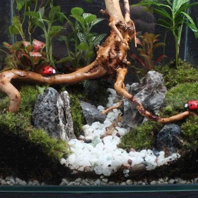 Doğal ağaç gövdesi Driftwood a - Planted Aquarium With Driftwood incelemesi ve fiyatı