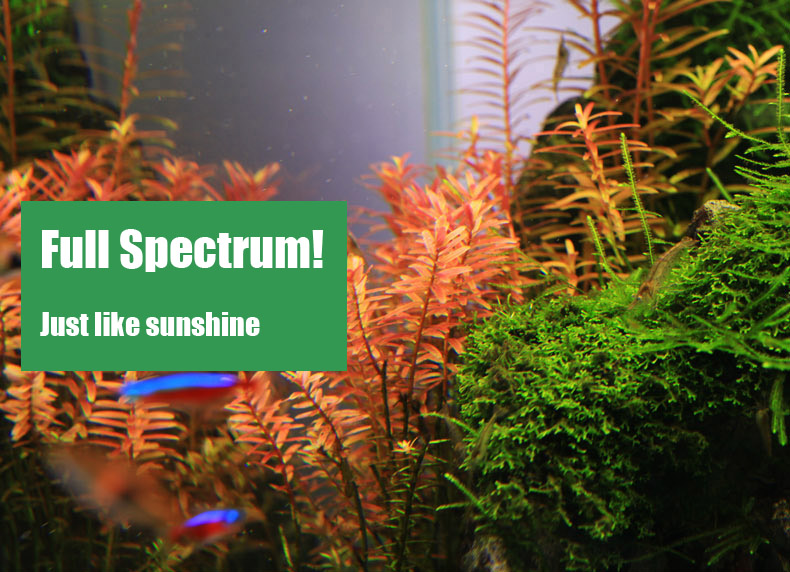 Chihiros C serisi ADA tarzı Bi - Planted Aquarium Ada incelemesi ve fiyatı