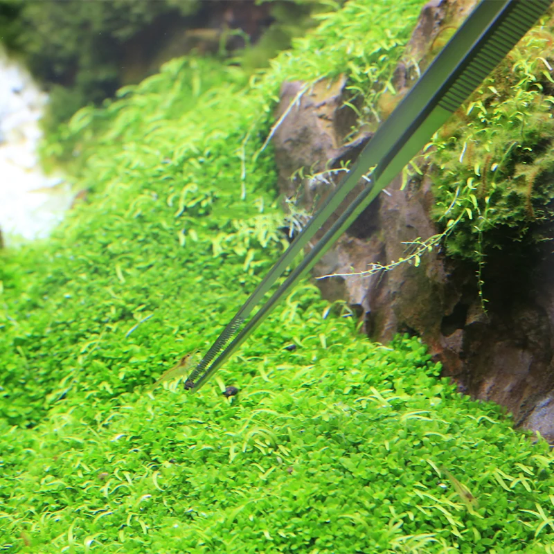 VIV ADA Kalite Paslanmaz Çelik - Planted Aquarium Ada incelemesi ve fiyatı