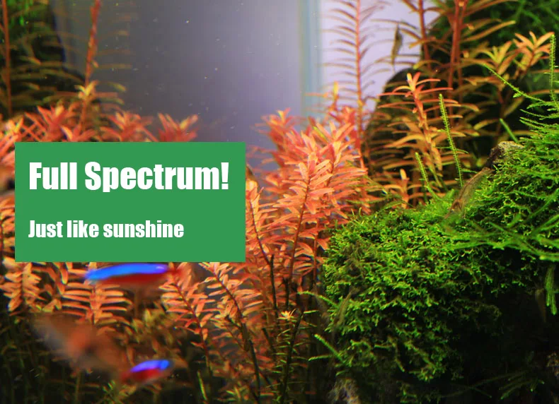 Spirürler C Serisi ADA Tarzı B - Planted Aquarium Ada incelemesi ve fiyatı