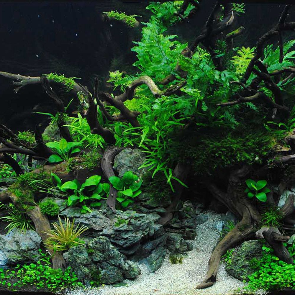 Ahşap N1N Peyzaj Akvaryum Deko - Planted Aquarium With Driftwood incelemesi ve fiyatı