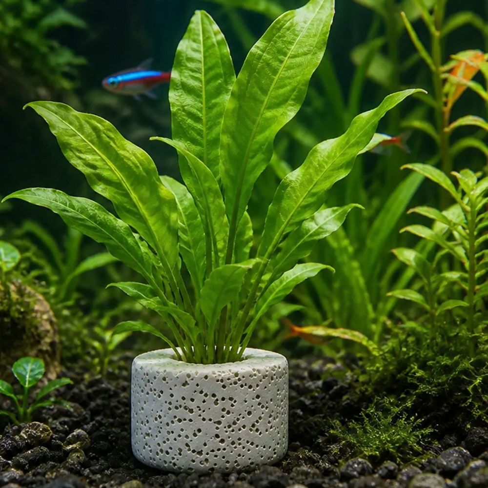 10 Adet Ağırlıklı Halka Su Bit - Planted Aquarium Pictures incelemesi ve fiyatı