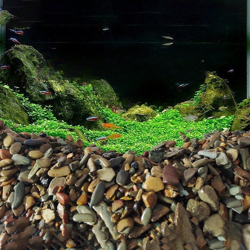 Akvaryum Taban Kumu Doğal Su P - Planted Aquarium With Sand incelemesi ve fiyatı