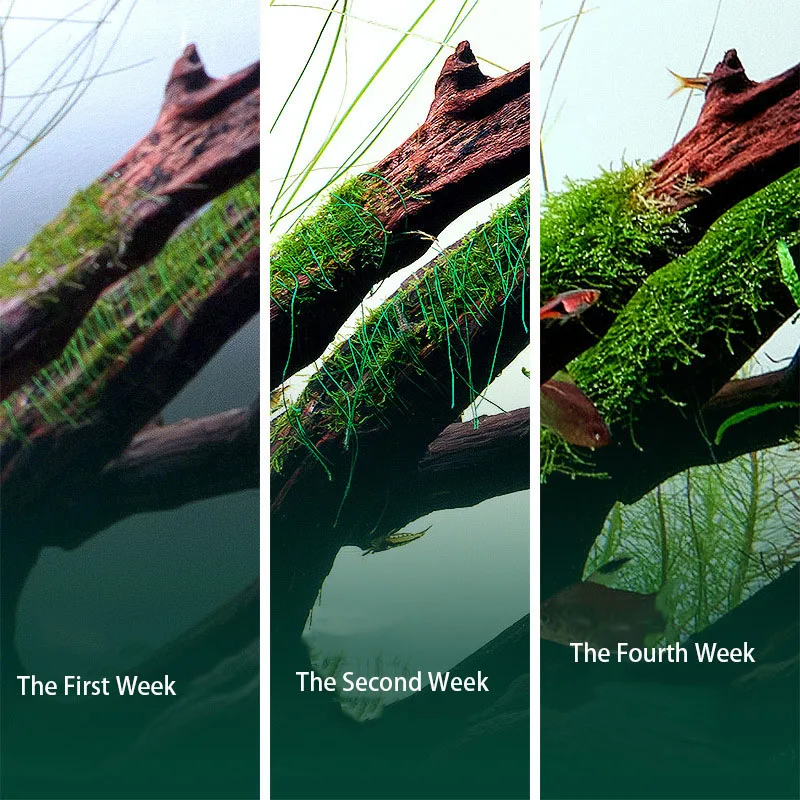 Biyobozunur Akvaryum Yosun İpi - Planted Aquarium With Driftwood incelemesi ve fiyatı