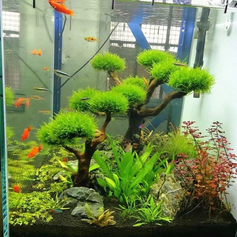 Balık tankı yeşillendirme ahşa - Planted Aquarium With Driftwood incelemesi ve fiyatı