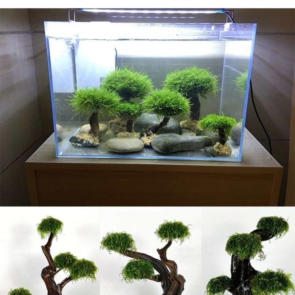 Balık tankı yeşillendirme ahşa - Planted Aquarium With Driftwood incelemesi ve fiyatı