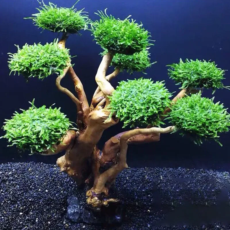 Balık Tankı Bitki Yosunu Ağaç  - Planted Aquarium With Driftwood incelemesi ve fiyatı