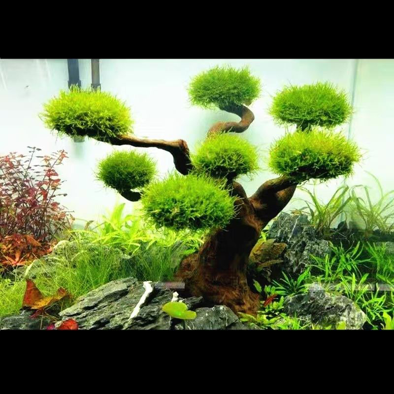 Akvaryum Dekorasyon Yosun Kökü - Planted Aquarium With Driftwood incelemesi ve fiyatı